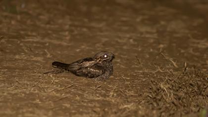 European Nightjar