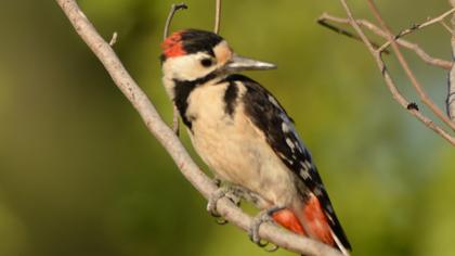 Syrian Woodpecker