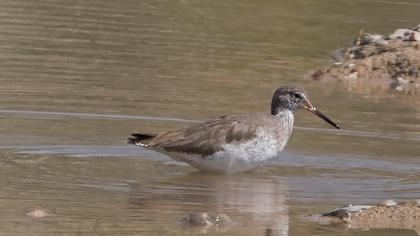 Common Redshank