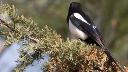 Eurasian Magpie