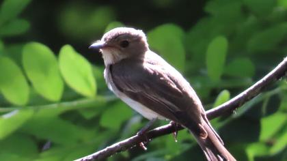 Spotted Flycatcher