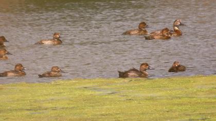 Common Pochard