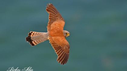 Lesser Kestrel