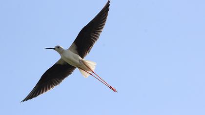 Black-winged Stilt