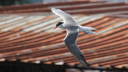 Common Tern