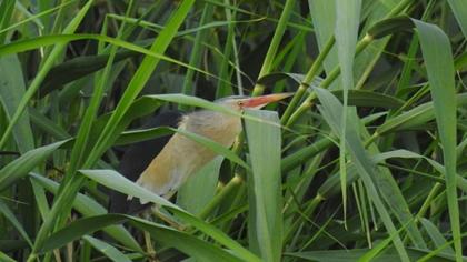 Little Bittern
