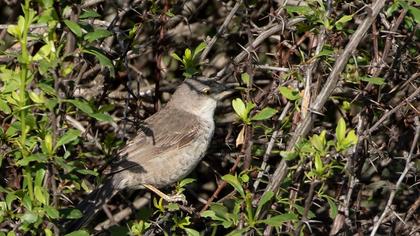 Barred Warbler