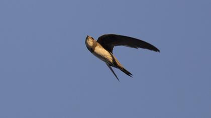 Alpine Swift