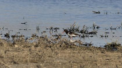 Eurasian Oystercatcher