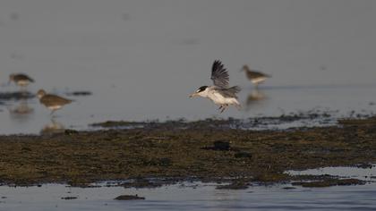 Little Tern