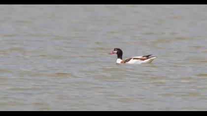 Common Shelduck