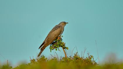 Common Cuckoo