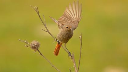 Black Redstart