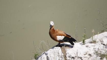 Ruddy Shelduck