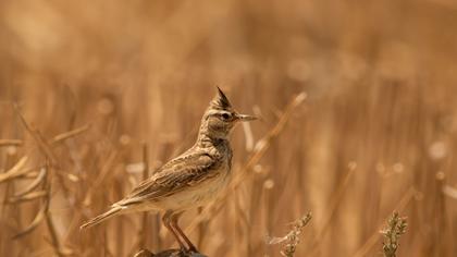 Crested Lark