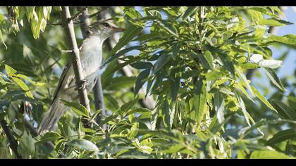 Savi`s Warbler