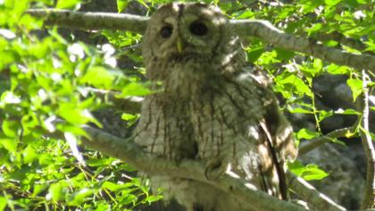 Tawny Owl