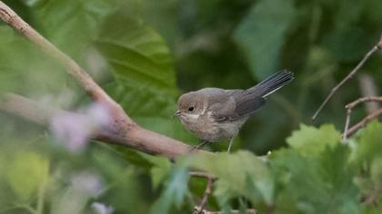 Barred Warbler