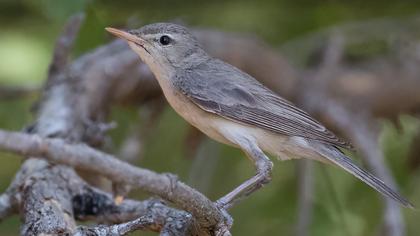 Eastern Olivaceous Warbler