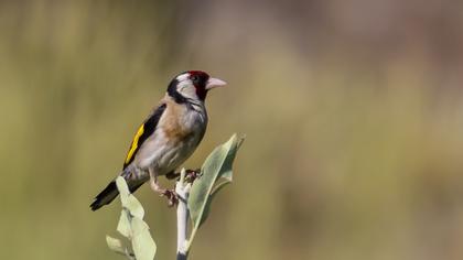 European Goldfinch