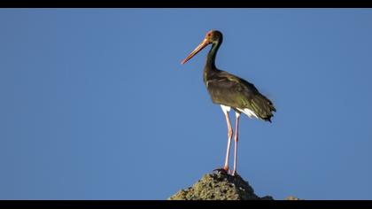Black Stork