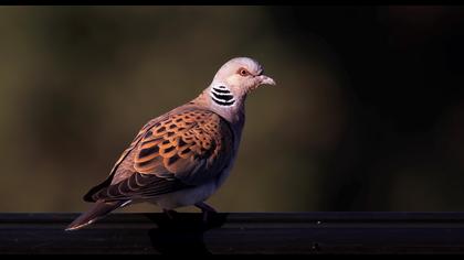 European Turtle Dove