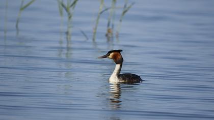 Great Crested Grebe