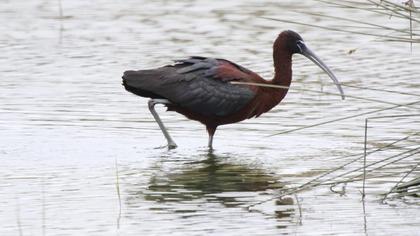 Glossy Ibis