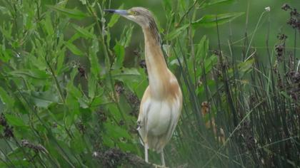 Squacco Heron