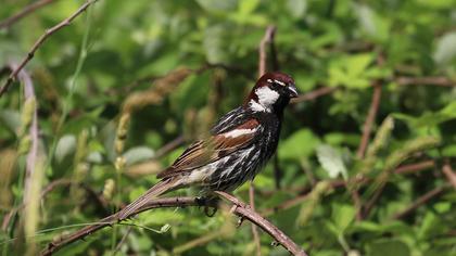 Spanish Sparrow