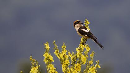 Woodchat Shrike