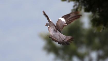 Common Wood Pigeon