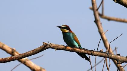 European Bee-eater