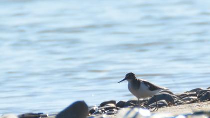 Common Sandpiper