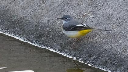 Grey Wagtail