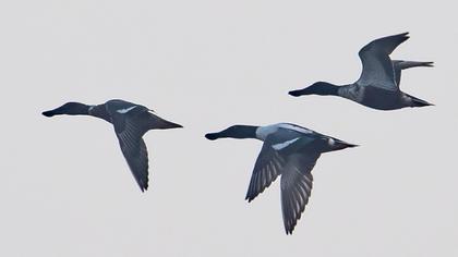 Northern Shoveler