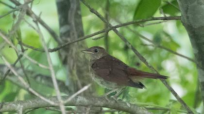 Thrush Nightingale