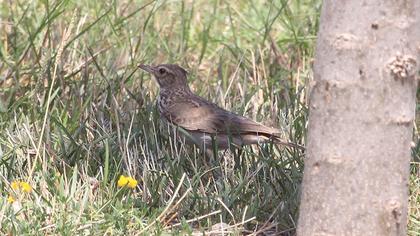 Crested Lark