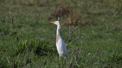 Western Cattle Egret