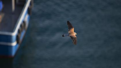 Lesser Kestrel