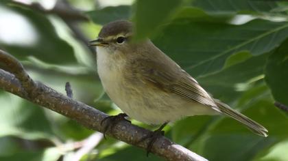 Mountain Chiffchaff