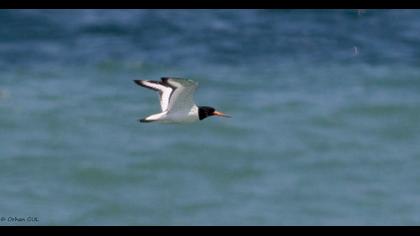 Eurasian Oystercatcher