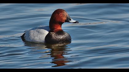 Common Pochard