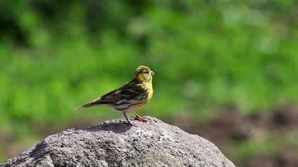 European Serin