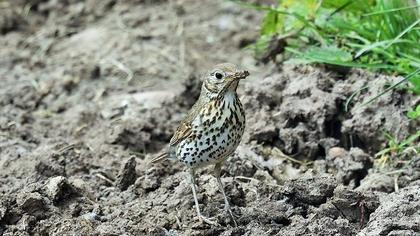 Song Thrush