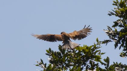 Common Kestrel