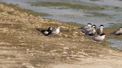 White-winged Tern