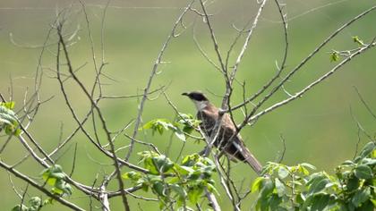 Great Spotted Cuckoo