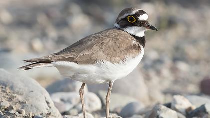 Little Ringed Plover