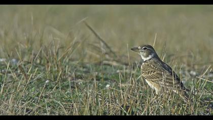 Calandra Lark